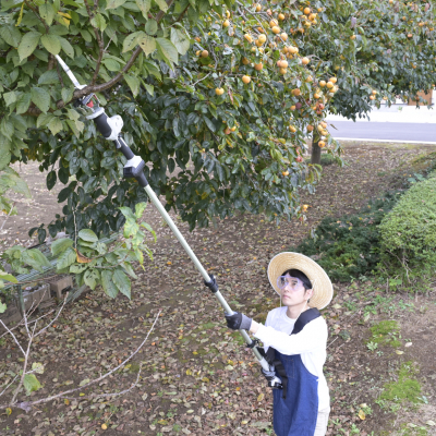 高所の枝を切断する様子